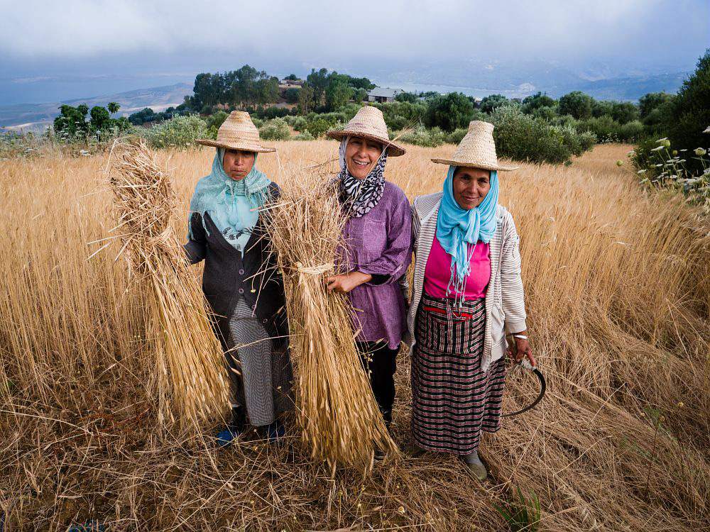 La rete Slow Grains accoglie chi studia, coltiva, trasforma e promuove le varietà autoctone di grano